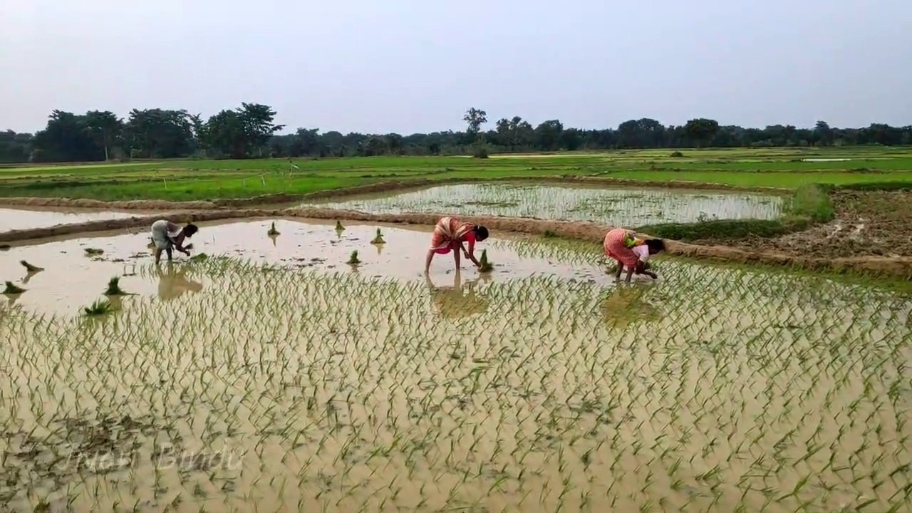 सावन में धान रोपाई | सबसे छोटी और सबसे टैस्टी मशरूम की रेसीपी | मेरा दूसरा मायका दीदी का घर #maababa