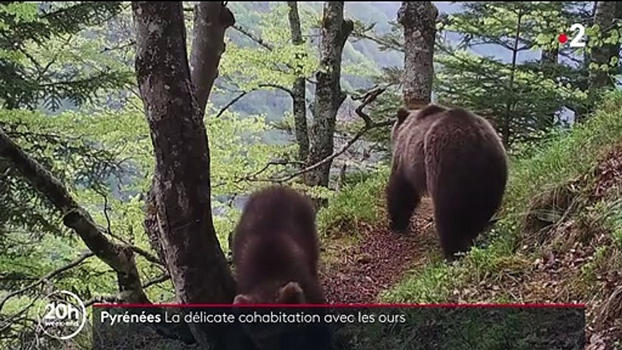 Pyrénées : la délicate cohabitation des éleveurs avec les ours