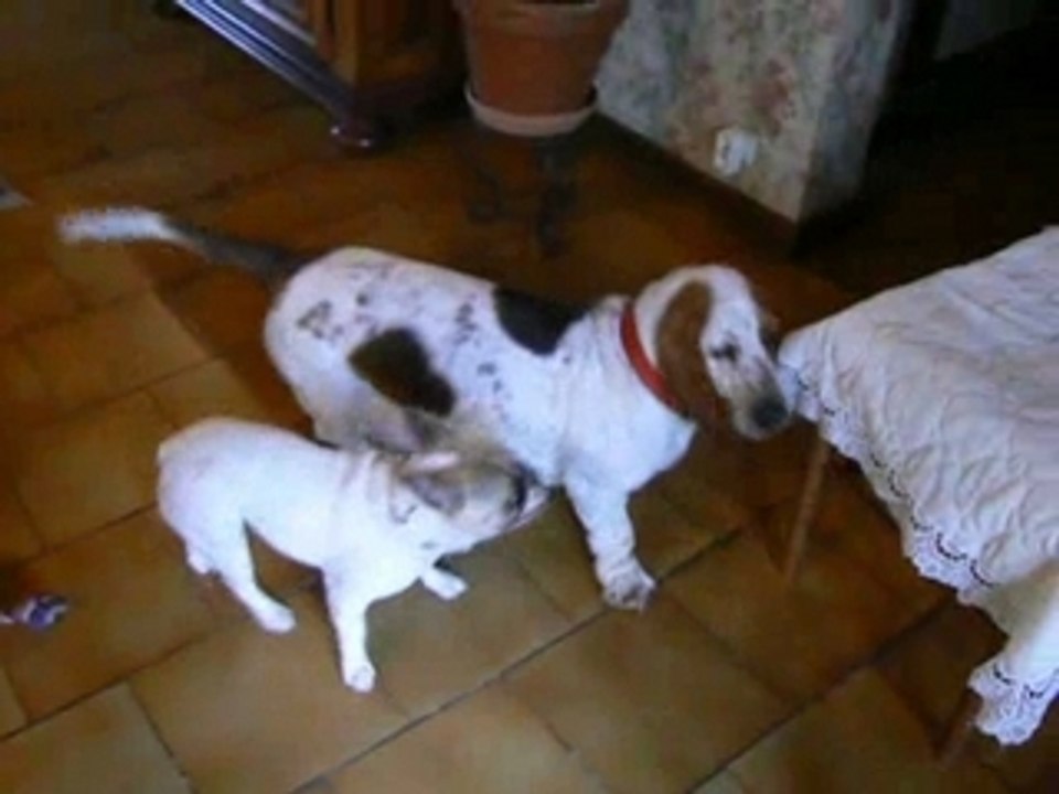 Bouledogue contre Basset Hound