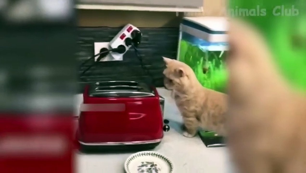 Best Funny Cat Videos 2021