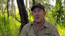 Scientists looking at why saltwater crocs are moving closer to bustling areas