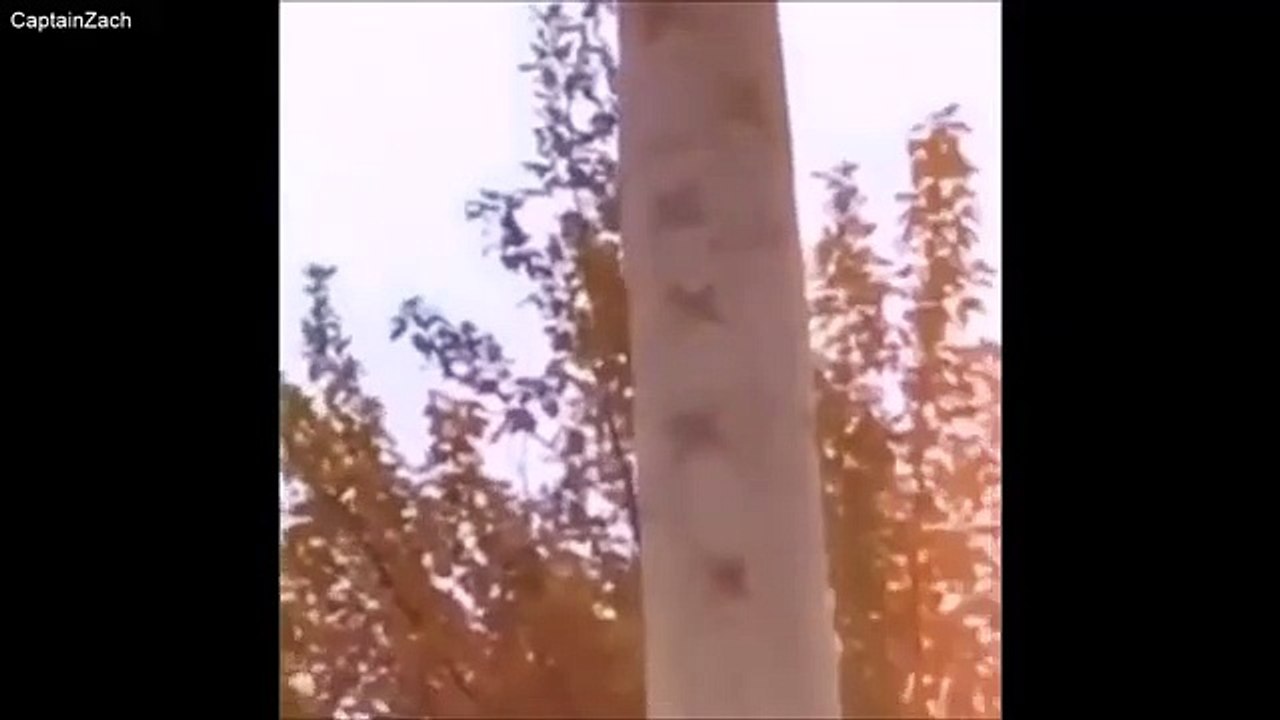 catu