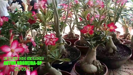 FEIRA DO VERDE - ARTUR NOGUEIRA - 25/09/21 - PARTE 2
