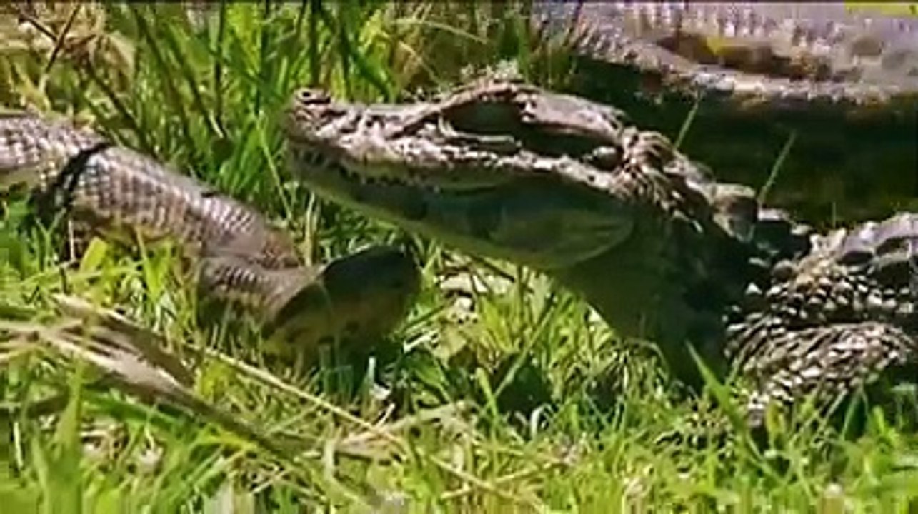ANACONDA VS CROCODILE FIGHT - Video Dailymotion