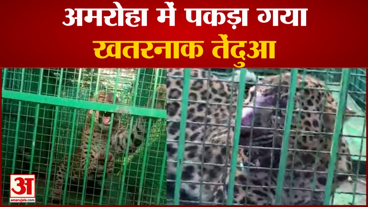 Leopard in Cage : अमरोहा में फिर पकड़ा गया तेंद...