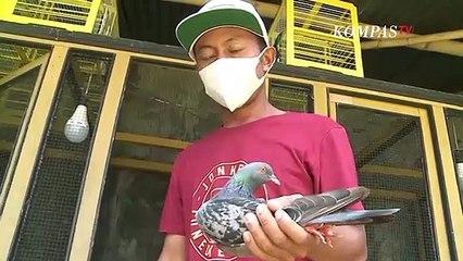 Jaguar, Burung Merpati Seharga 1,5 Miliar Rupiah