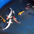 Ikan koi tercantik.. kumpay Tancho platinum bikin bergejolak jiwa miskinku .. 
