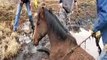Rescuing  of trapped horse from the muds