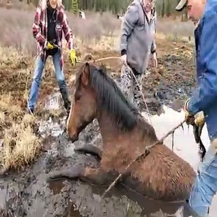Rescuing  of trapped horse from the muds