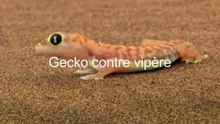 La chasse de la vipère et du caméléon