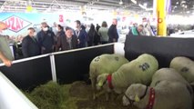 Hayvancılık festivalinde Türk Merinos koyununa yoğun ilgi