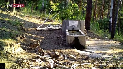 Yaban hayatı fotokapanlara yansıdı