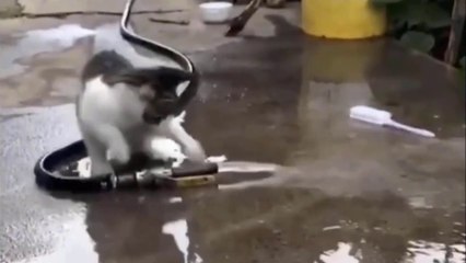 Cutest Animals  Videos Compilation Cute moment of the Animals, Cutest baby animals