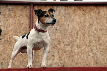 Ankara'nın en küçük arama kurtarma köpeği 'Leon' - ÖZEL