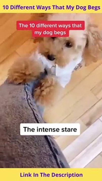 10 Different Way That My Dog Begs