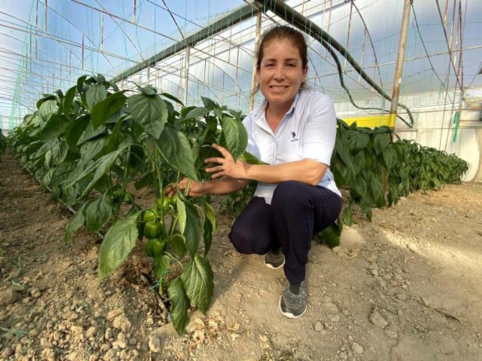 Antalya'dan çıkıyor Balkan, Rusya ve Avrupa ülkelerine ihraç ediliyor