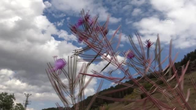 Kars sonbaharda doğa ve yaban hayatıyla ayrı bir güzelliğe büründü
