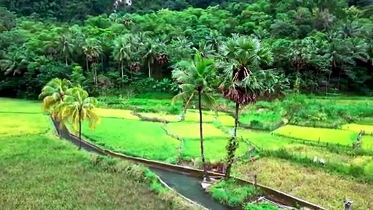 rice field view