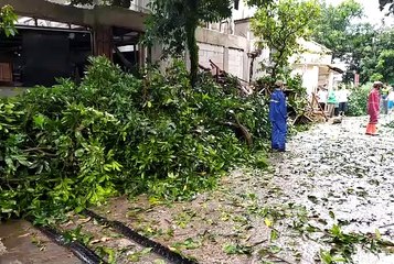 Pohon Tumbang  Akibat Hujan dan Angin Kencang