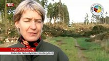 Orkanen Allan & Vejrsituationen i Syd & Sønderjylland | 5-5 | Sendt i 19.30 udsendelsen den 3 November 2013 på TV SYD ~ TV2 Danmark