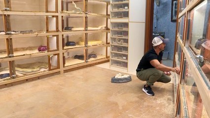 Saudi masters 'live art' of python crossbreeding in palace home