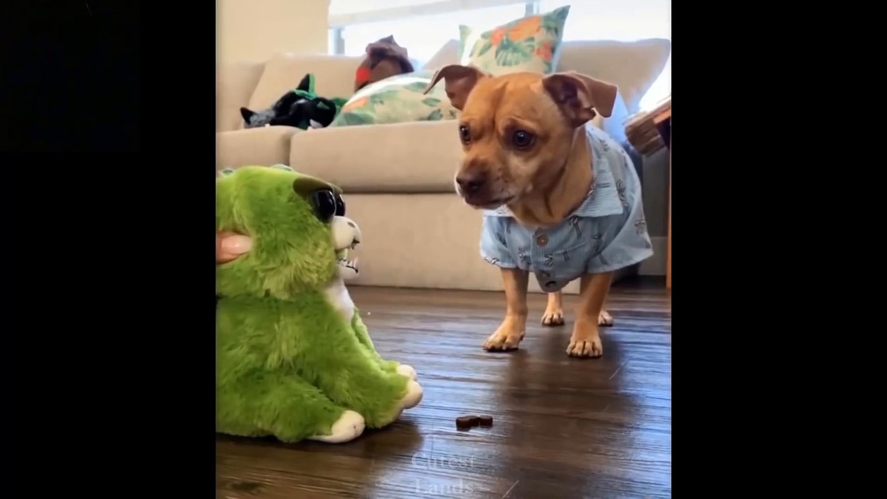 Cute And Funny Pets  Try Not To Laugh To These Pets Compilation 7 Cutest Lands