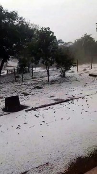 Café em Carmo do Rio Claro MG atingido pela chuva de pedras