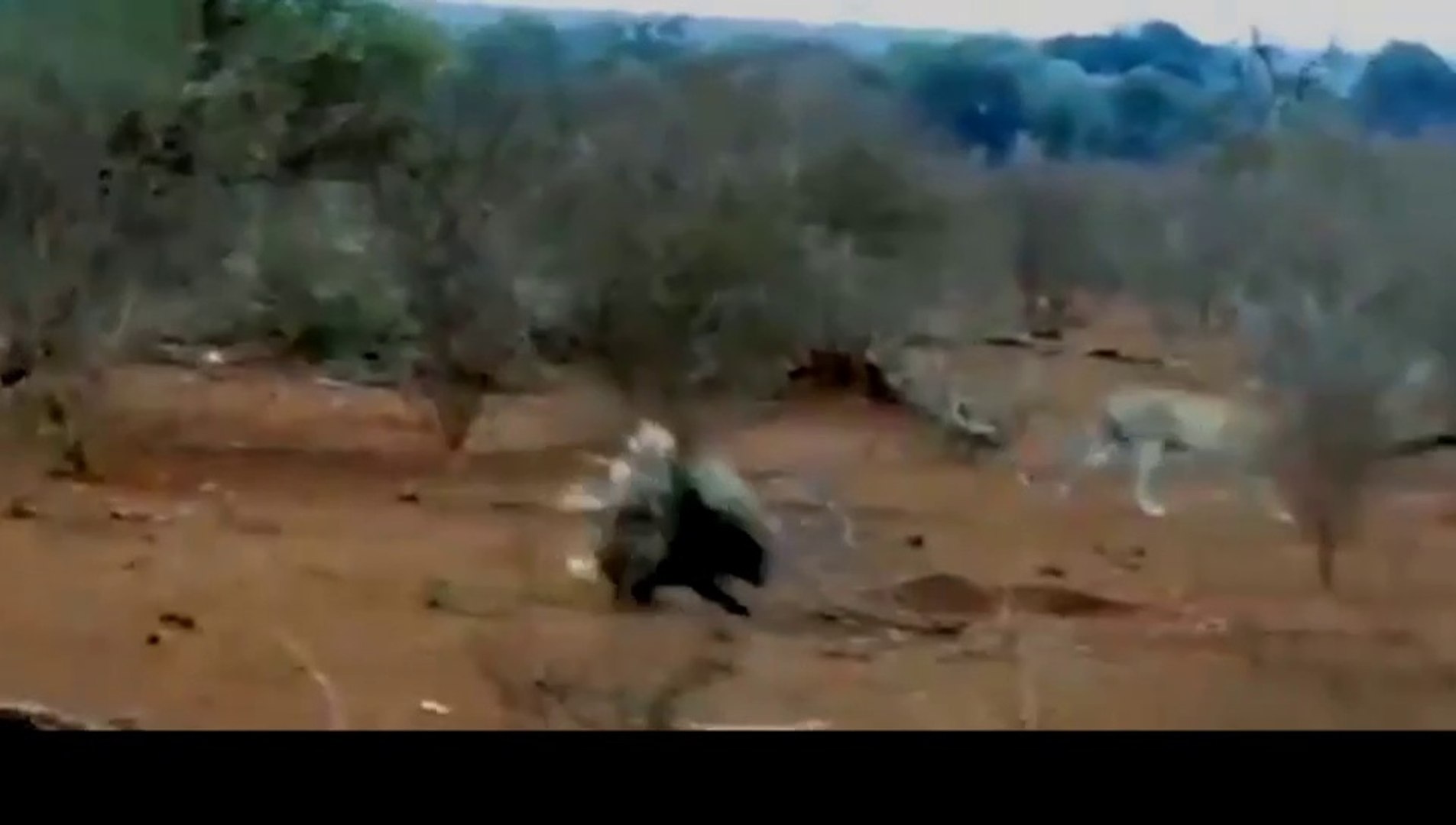 ⁣Jaguar defeated by a hedgehog
