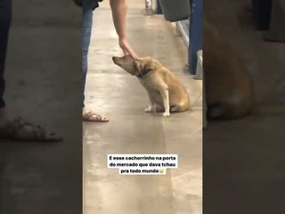 Friendly Dog Waves Goodbye to Supermarket Shoppers