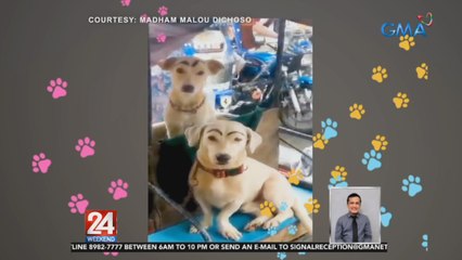 2 aso, nilagyan ng kilay ng kanilang fur mom | 24 Oras Weekend