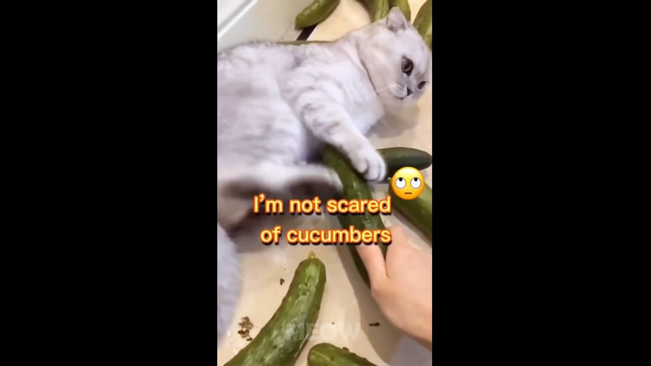 Try Not To Laugh - Dogs And Cats Reaction To Food- MEOW