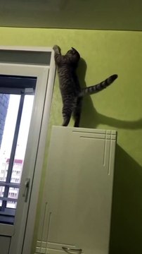 Kitty Climbs Onto Unexpected Zip Line