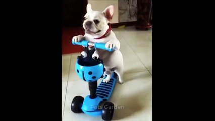 Try Not To Laugh Funny Animal Videos Compilation || Video Hewan Lucu