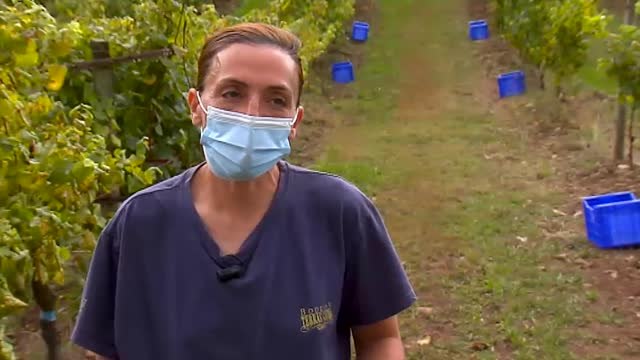 La mejor cosecha de la historia de la denominación de origen Rías Baixas