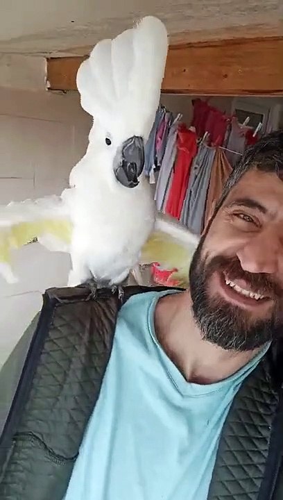 canavar bulut