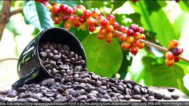 Java Burn Scam Or Legit. Java Burn Where To Buy In Canada