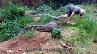 Most Shocking Animals Attacks On Humans Beings