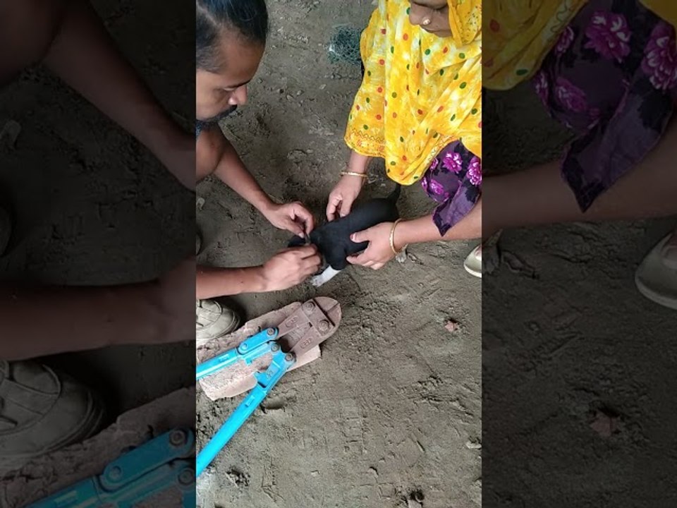 Puppy Cut Free From Metal Ring