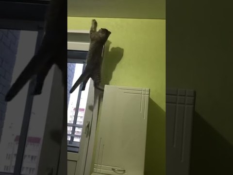 Kitty Climbs Onto Unexpected Zip Line