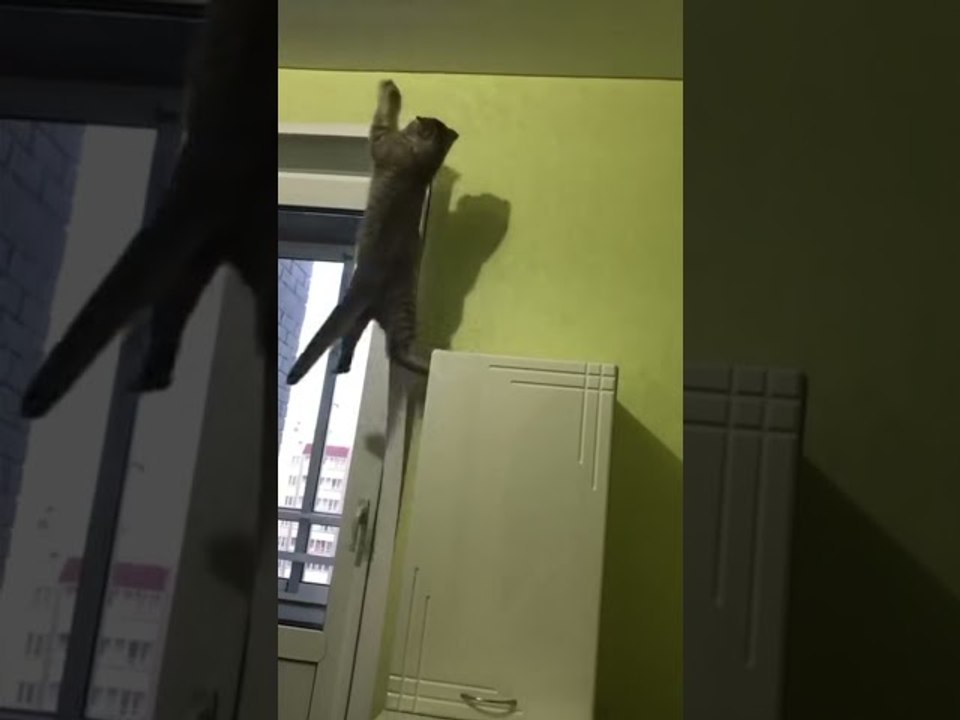 Kitty Climbs Onto Unexpected Zip Line