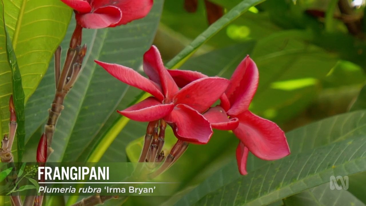 Gardening Australia episode 27 2021