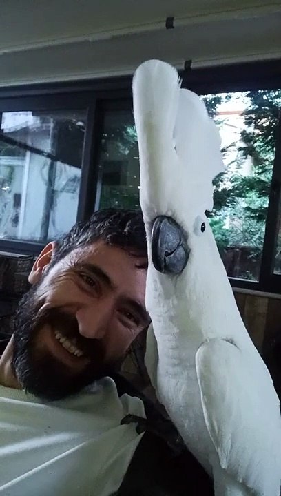 canavar bulut
