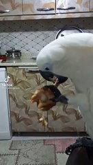 boşuna canavar demiyoruz