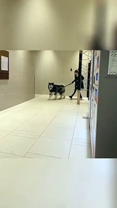 Some Animals Here.. :v