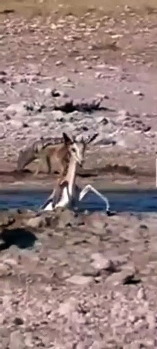 Anjing liar dan rusa