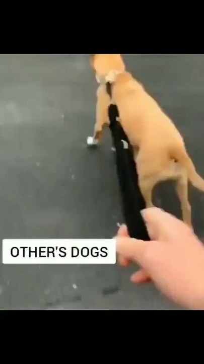 Difference between my dog and another dog