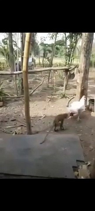 a chicken fight with a monkey