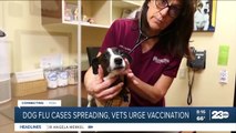 Dog flu cases spreading, vets urge vaccination