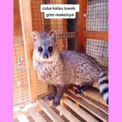 SURAT NABI SULAIMAN UNTUK HEWAN