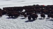 Ardahan'da kar ve tipide mahsur kalan yaylacılar ve koyun sürüsü kurtarıldı